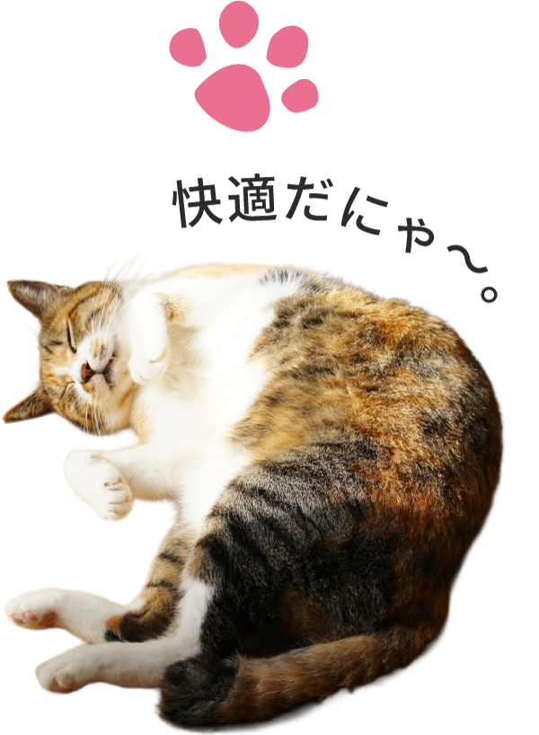猫写真